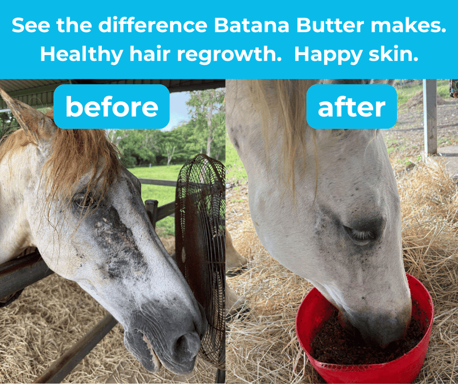 HSE Batana Butter